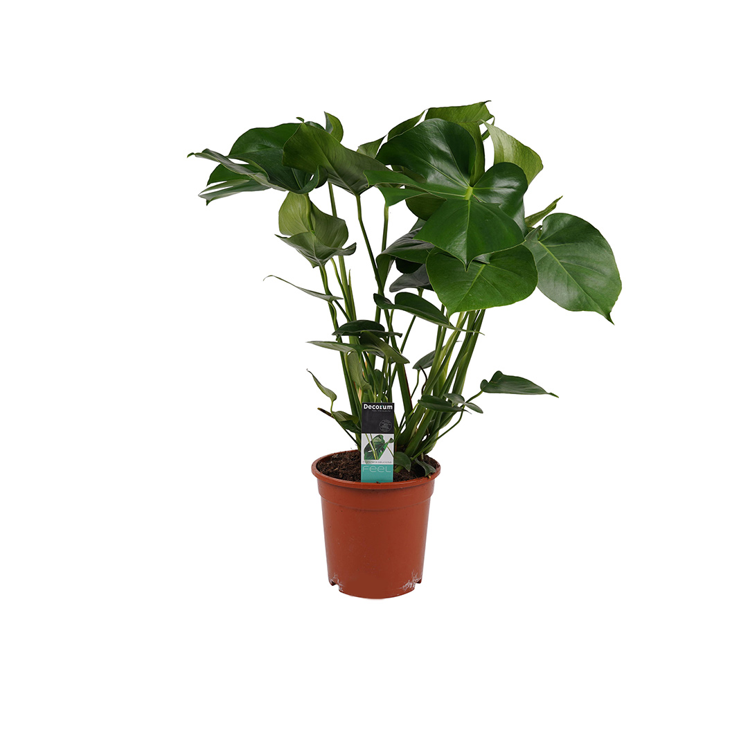 de monstera is een makkelijke en decoratieve plant voor in de kinderkamer 